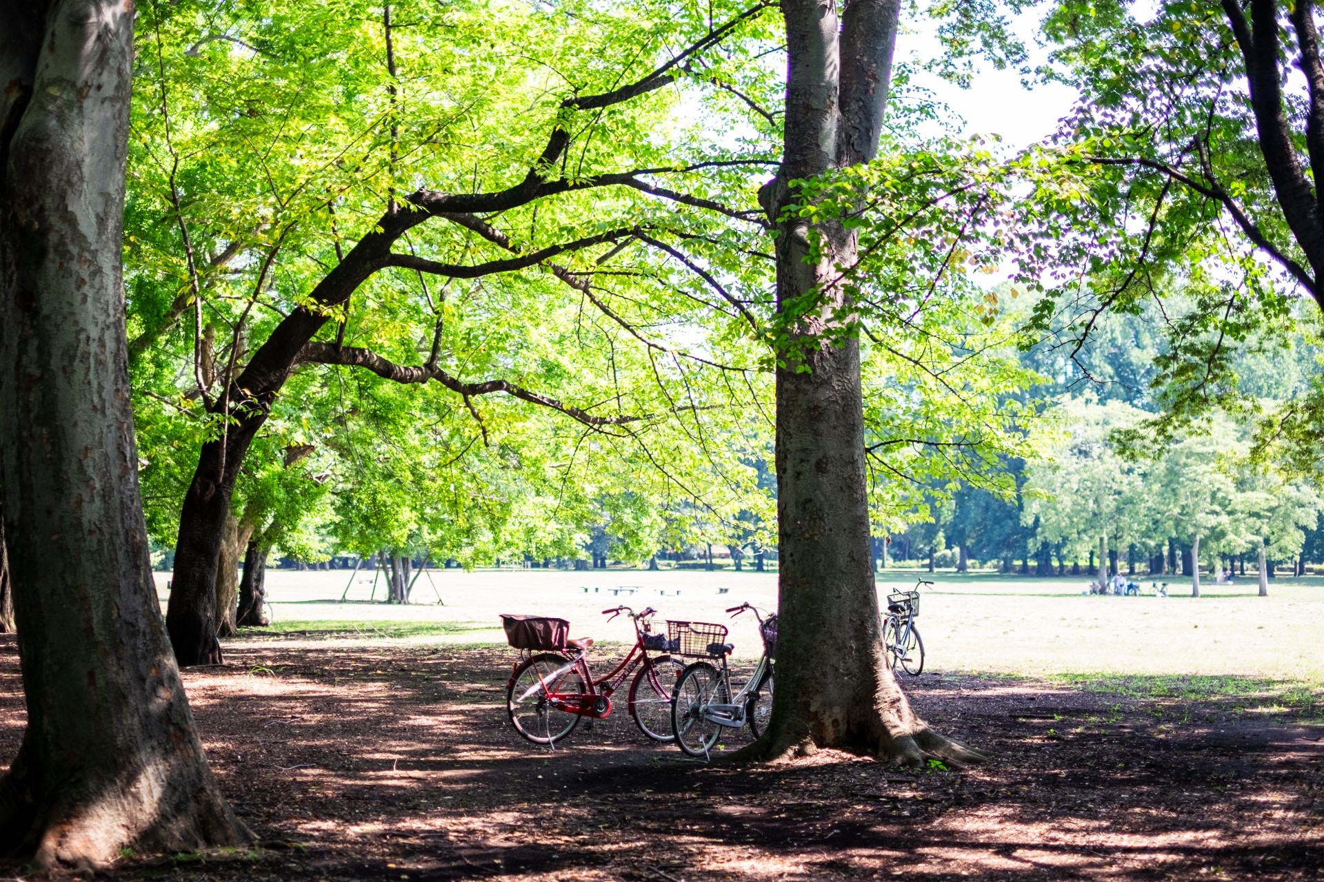 小金井公園周辺エリアの魅力