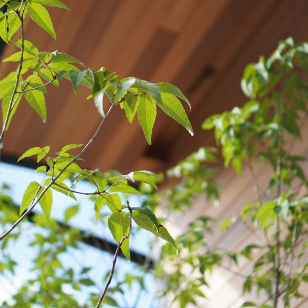 小牧市で分譲住宅を購入する前に考えたい植栽管理の負担