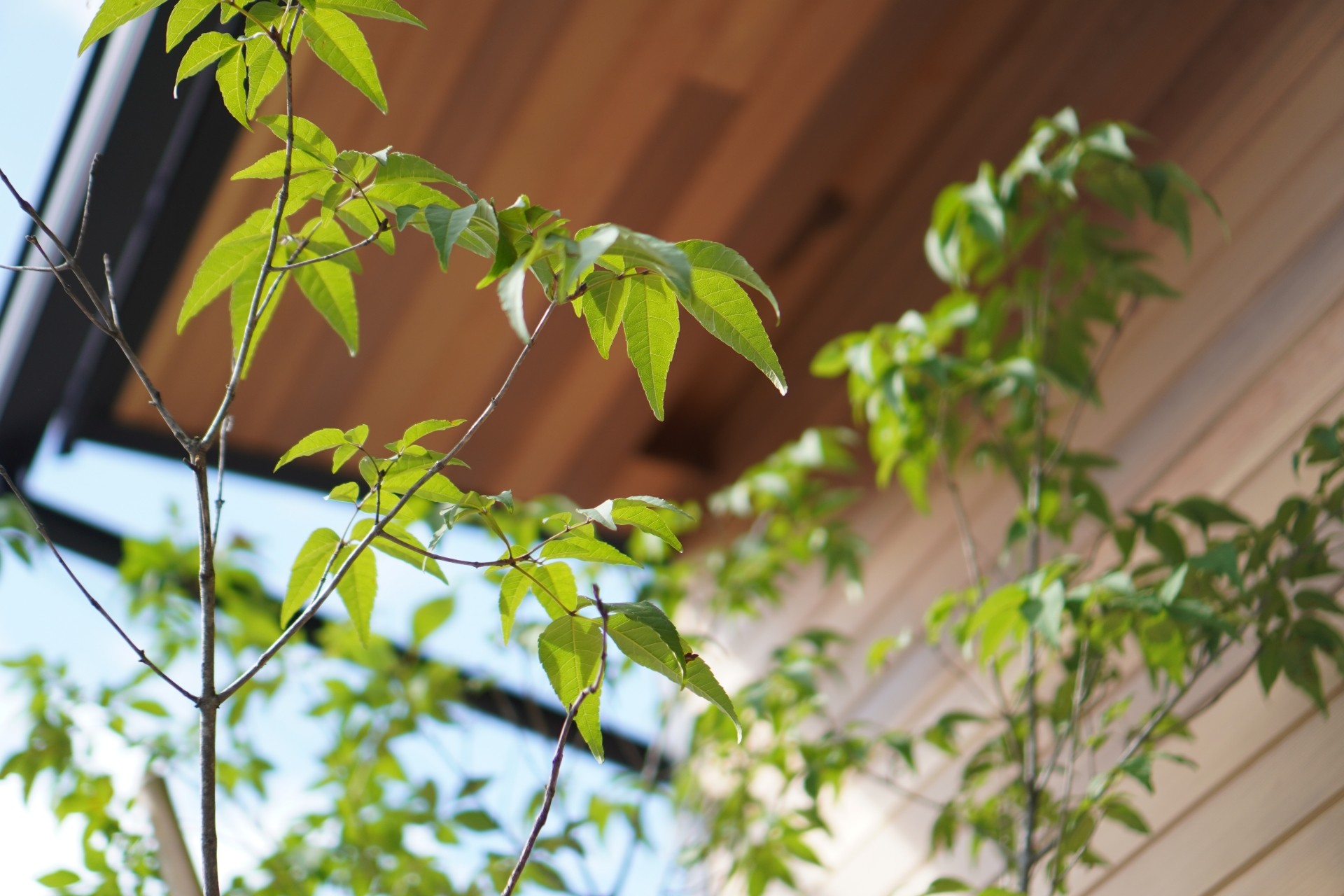 小牧市で分譲住宅を購入する前に考えたい植栽管理の負担