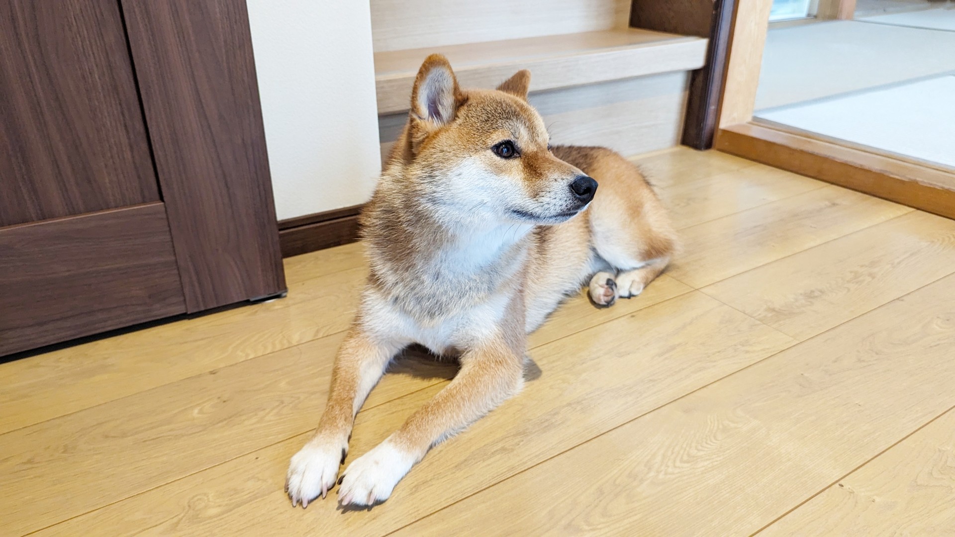 ペットと共に暮らすための設計の工夫