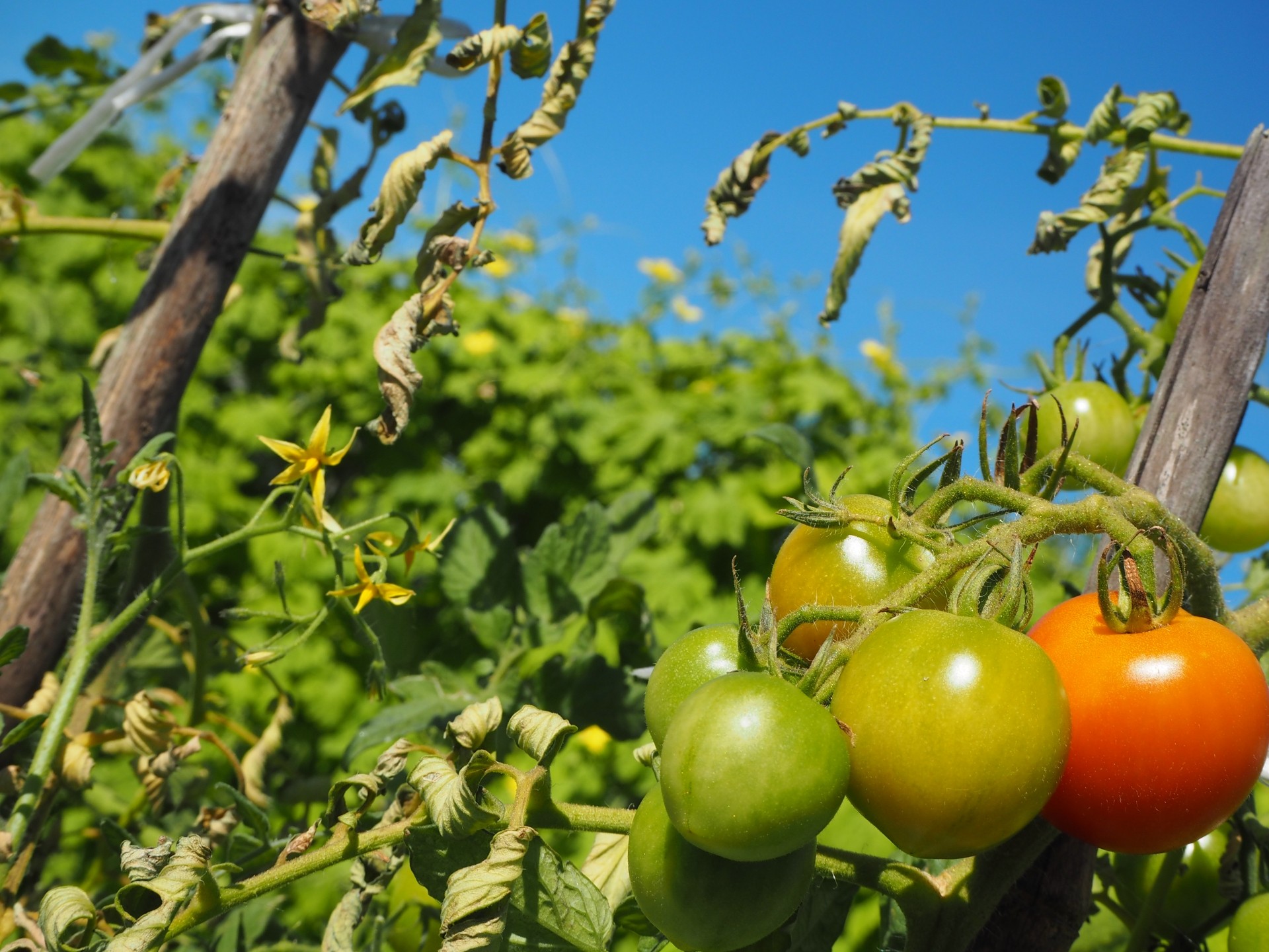 小牧市で家庭菜園を楽しむための分譲住宅の庭計画と日照条件