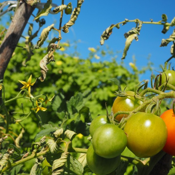 小牧市で家庭菜園を楽しむための分譲住宅の庭計画と日照条件